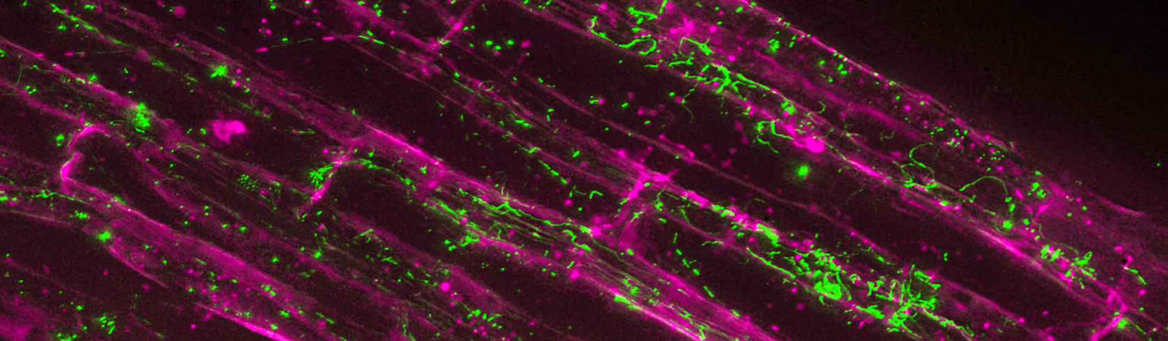 microscopy